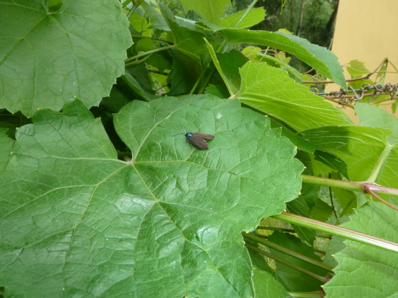 Theresimima ampellophaga